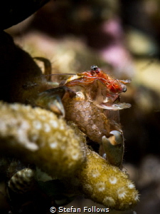 Oh mama! Porcelain Crab - Porcellanidae sp. Mae Haad, Tha... by Stefan Follows 